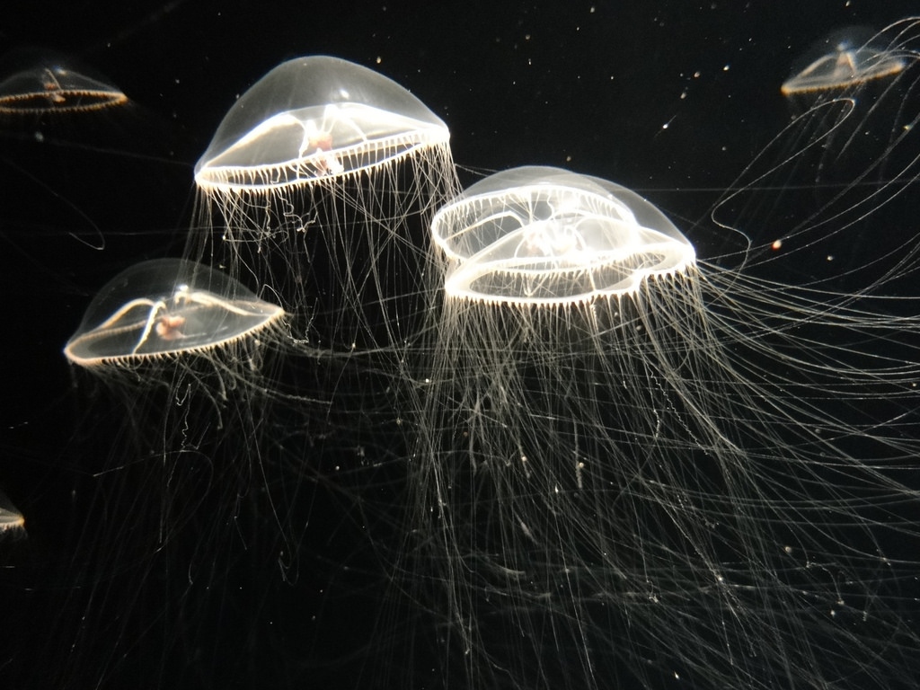 Cool Jellyfish at the Monterey Bay Aquar by Todd Dwyer, on Flickr