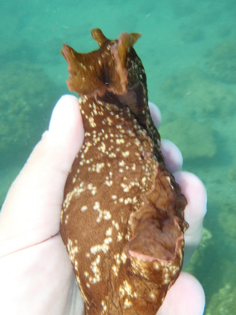 Aplysia fasciata, mottled sea hare (Sea by dimsis, on Flickr