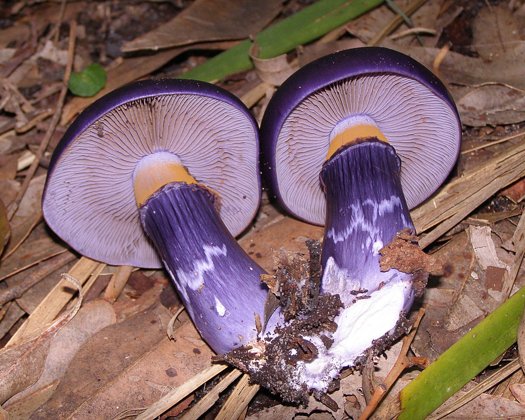 Purple Mushroom by c.j.b, on Flickr
