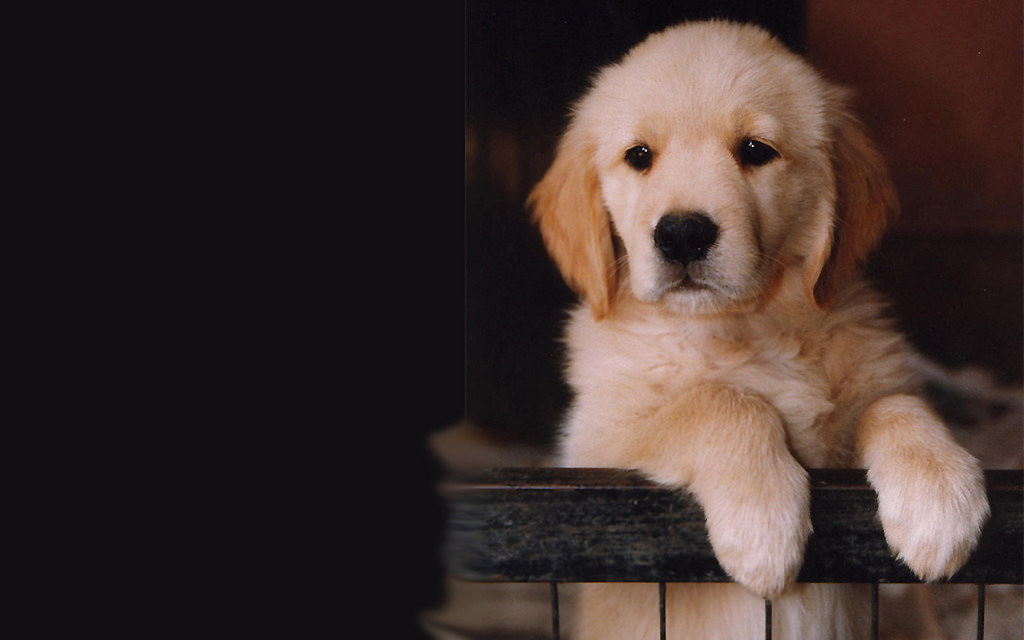 16 Pics Of Cute Dogs And Puppies Infinite World Wonders