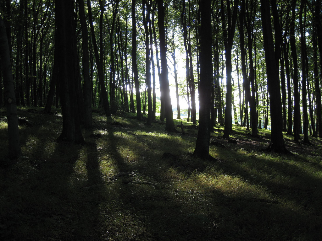 Dark Forest & The Light by sebastian.droege, on Flickr