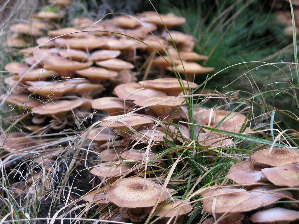 Wild Mushroom Clusters by Mason Masteka, on Flickr