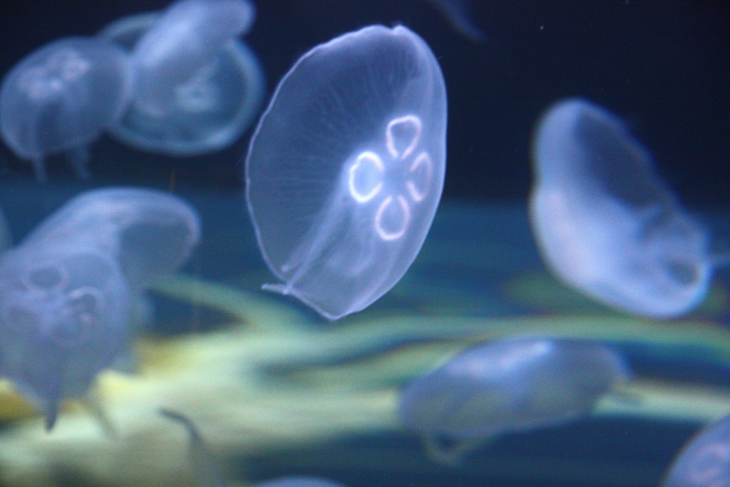 Baby Jellyfish by @ANDYwithCAMERA, on Flickr