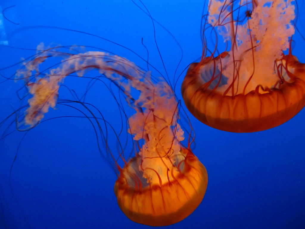 Jellyfish by dhaun, on Flickr