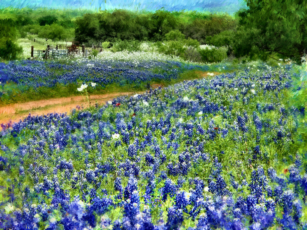 HILL COUNTRY BLUEBONNETS ... by mrbill78636, on Flickr