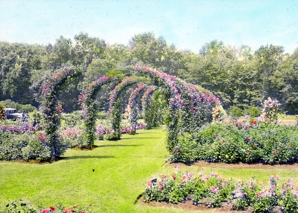 Rose Garden – Elizabeth Park – Hartf by OSU Special Collections & Archives : Commons, on Flickr