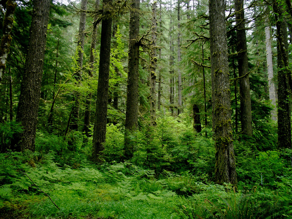 Slow - Coastal Temperate Rainforest by Sam Beebe, on Flickr