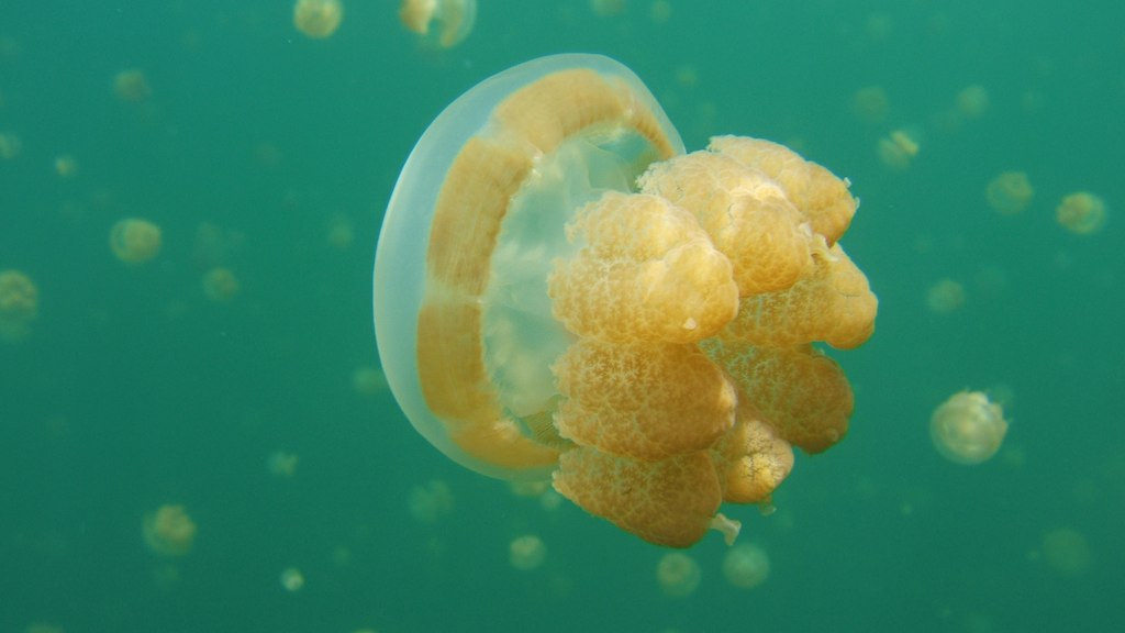 Close-up of Jellyfish in jellyfish lake, by gratiartis, on Flickr