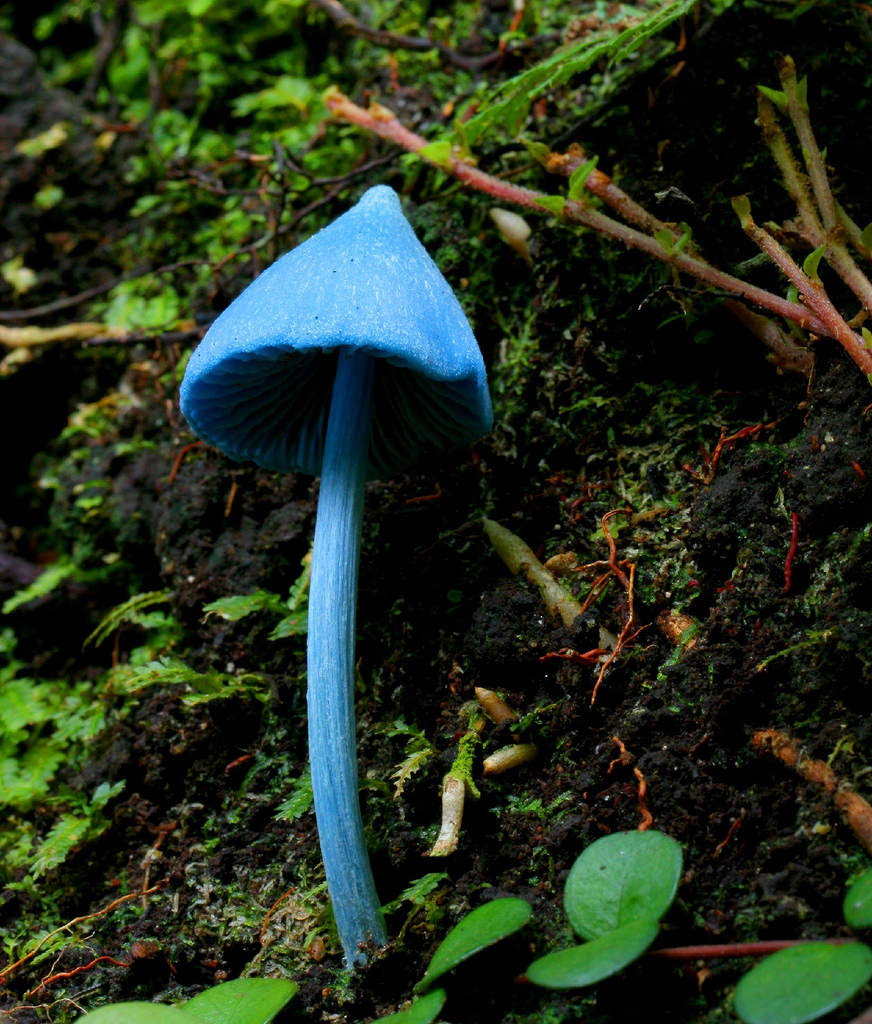 грибы синего цвета фото