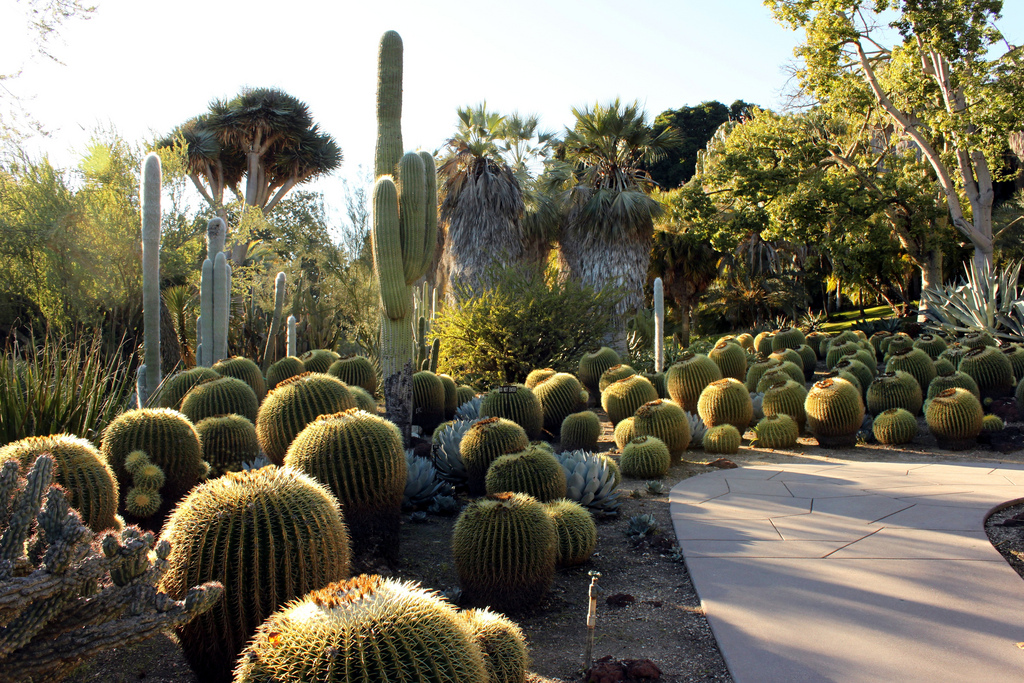 Desert ( Cactus ) Garden by Prayitno / Thank you for (12 millions +) view, on Flickr