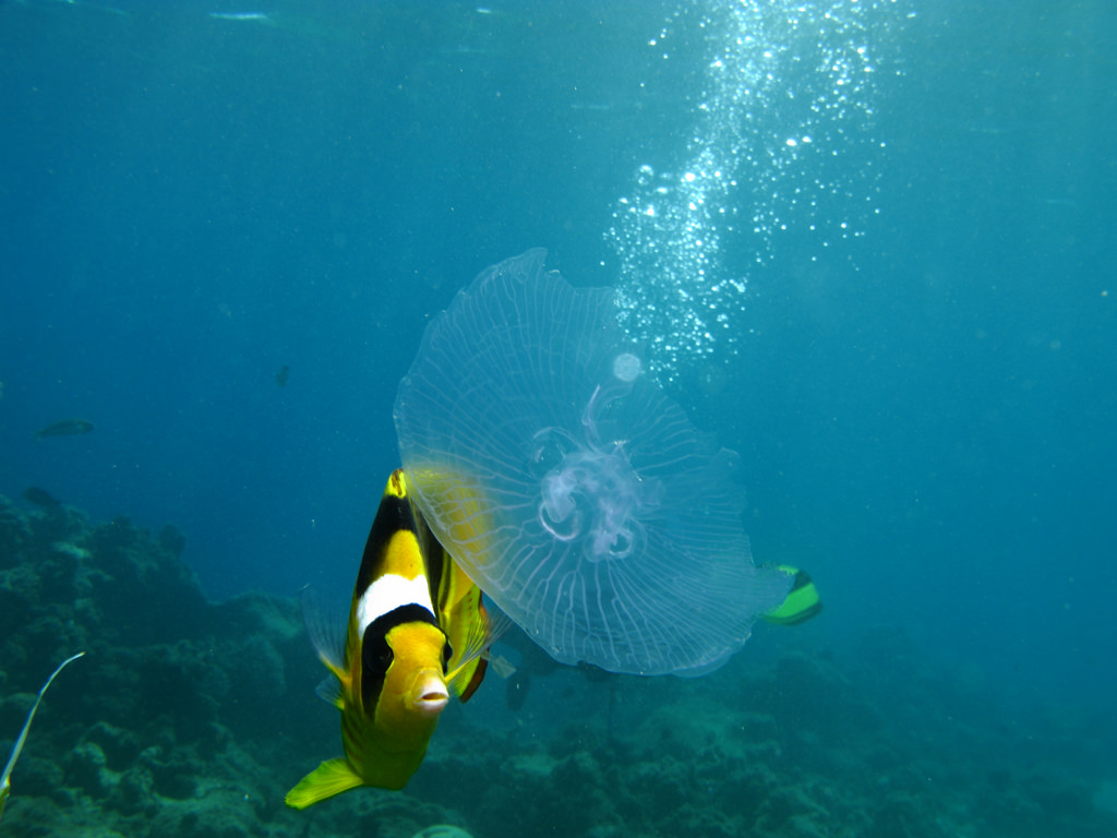 Butterfly Fish eating Jellyfish by prilfish, on Flickr