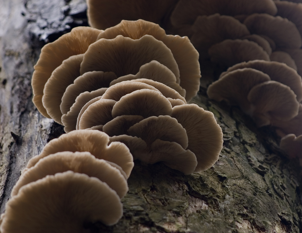 Tree Fungus - Oyster Mushrooms / Pleurot by Dominic