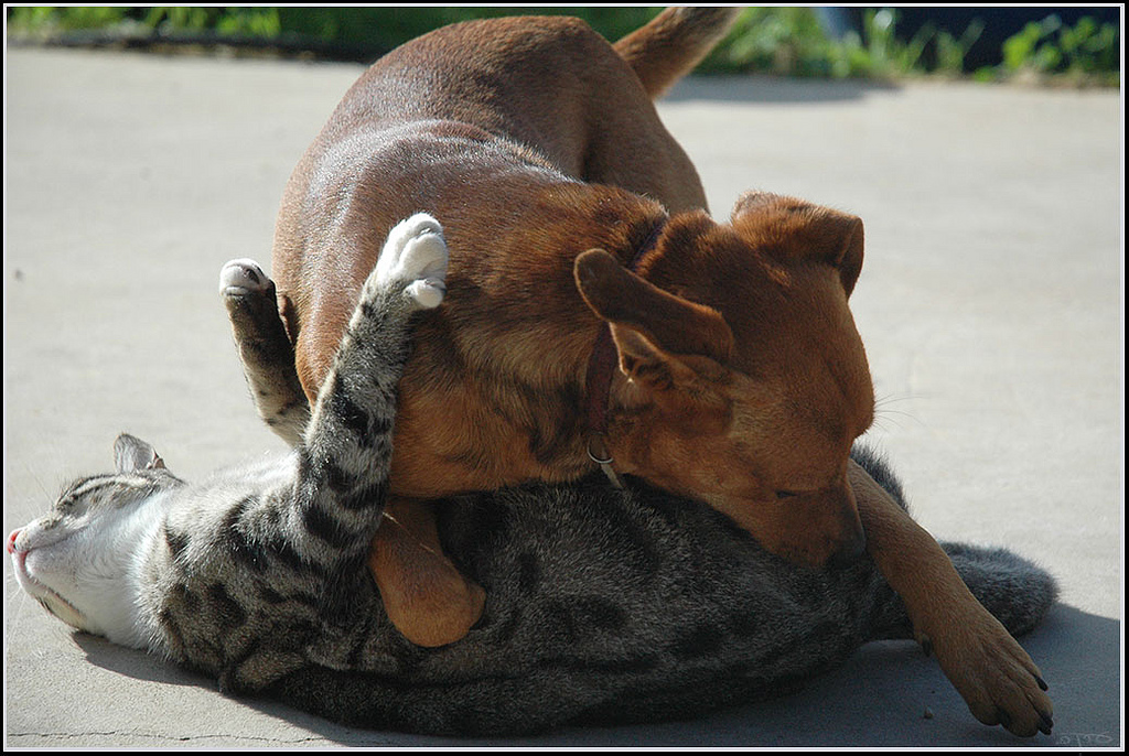 Cat & Dog playing - חתול וכלב מ by Eran Finkle, on Flickr