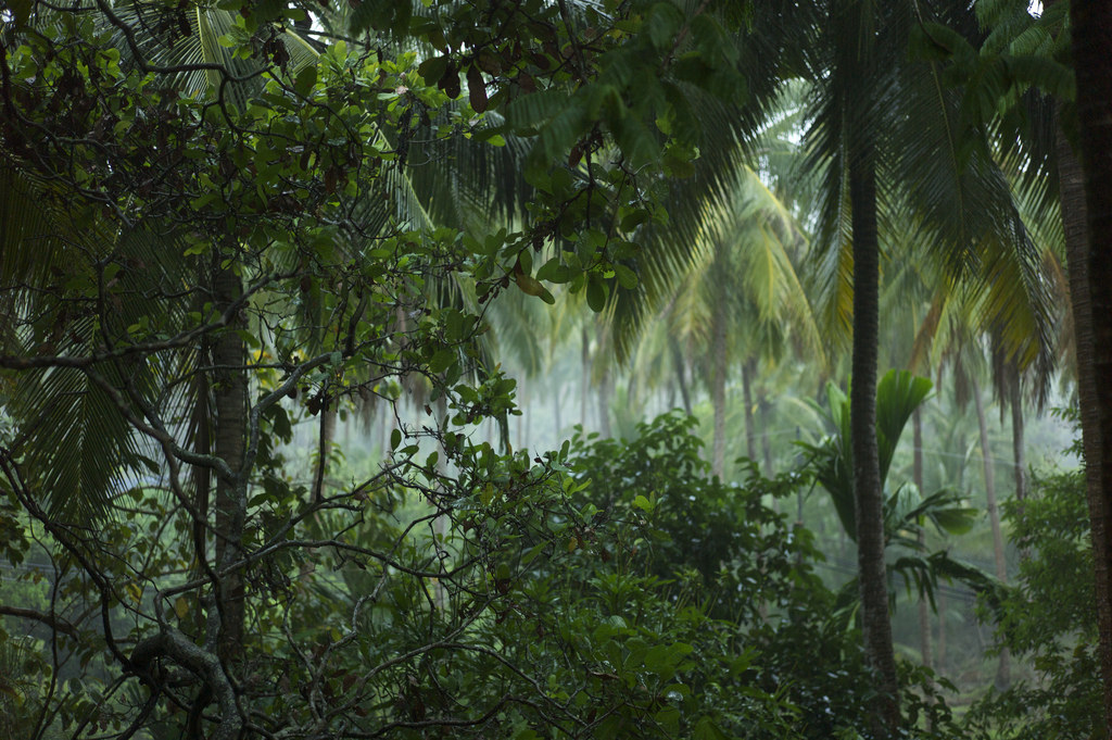rain/forest by Michael Cory, on Flickr
