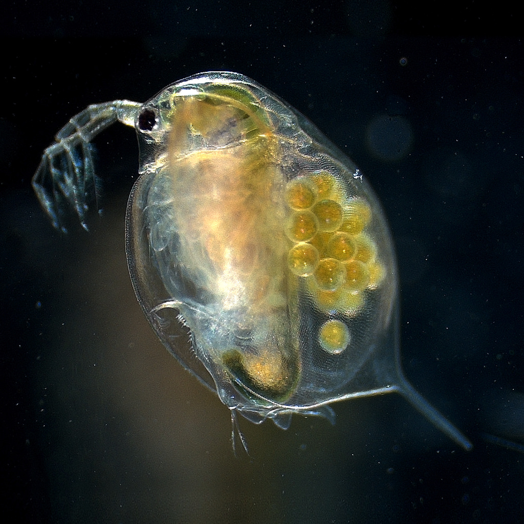 Female adult of the water flea Daphnia m by dullhunk, on Flickr