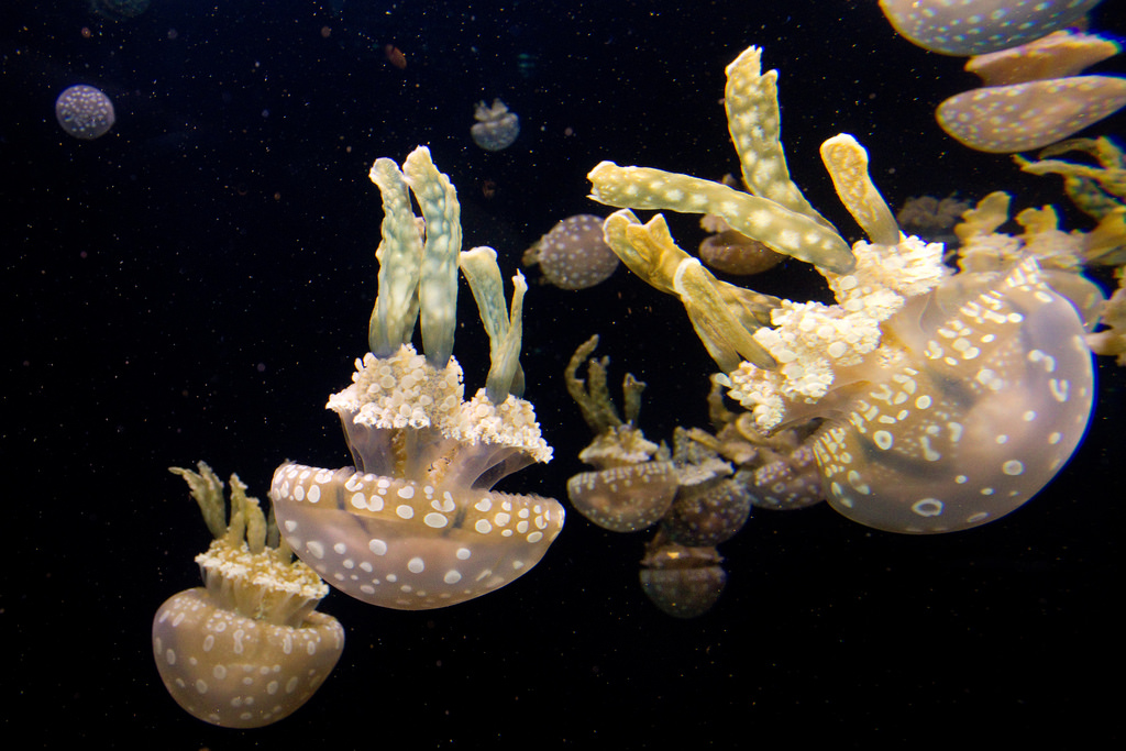 Spotted Jelly or Lagoon Jelly (Mastigias by brian.gratwicke, on Flickr