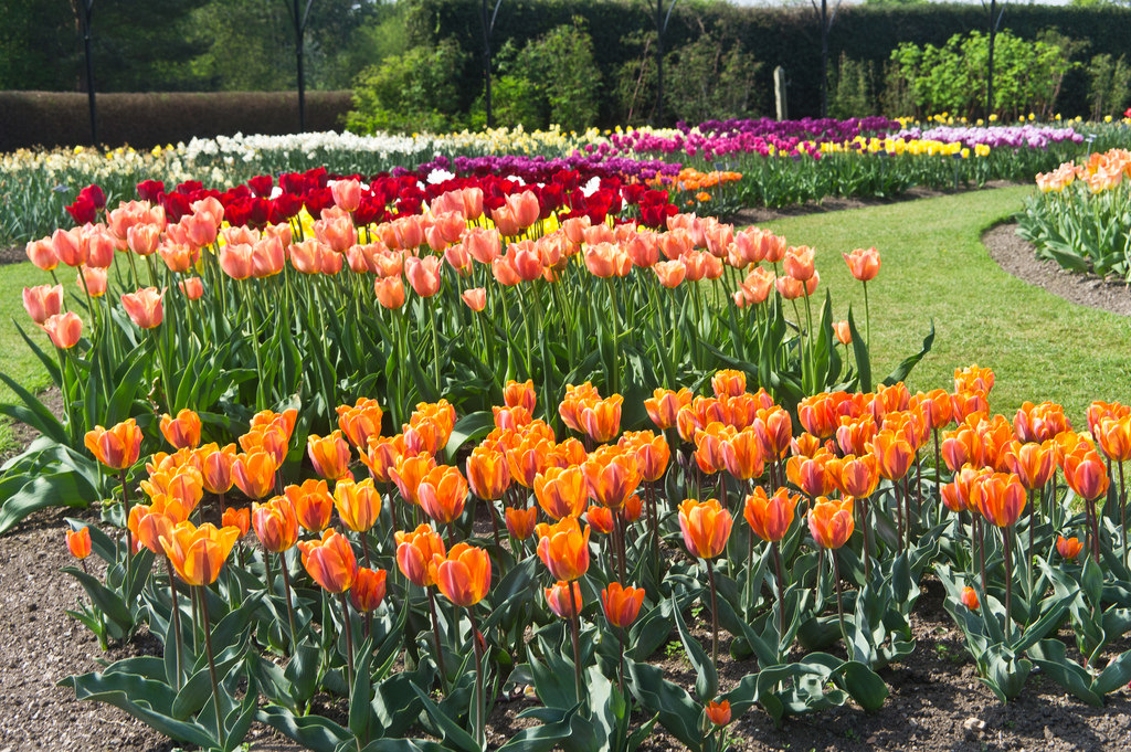 Beautiful Flowers - Botanic Gardens, Dub by infomatique, on Flickr