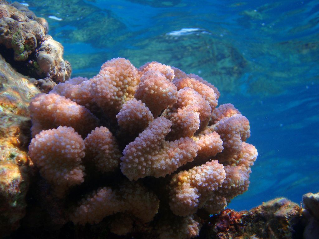 Cauliflower coral (Pocillopora meandrina by USFWS Pacific, on Flickr