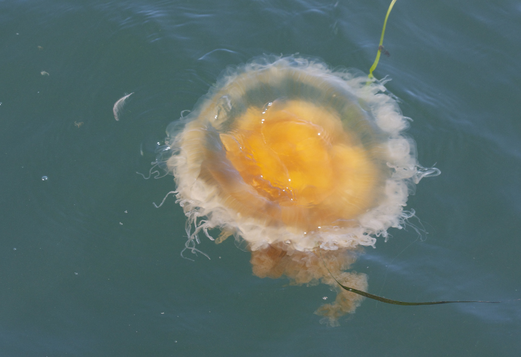 jellyfish in morro bay by minicooper93402, on Flickr
