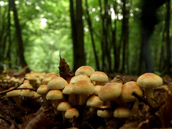 Forest Mushrooms by Rubber Dragon, on Flickr