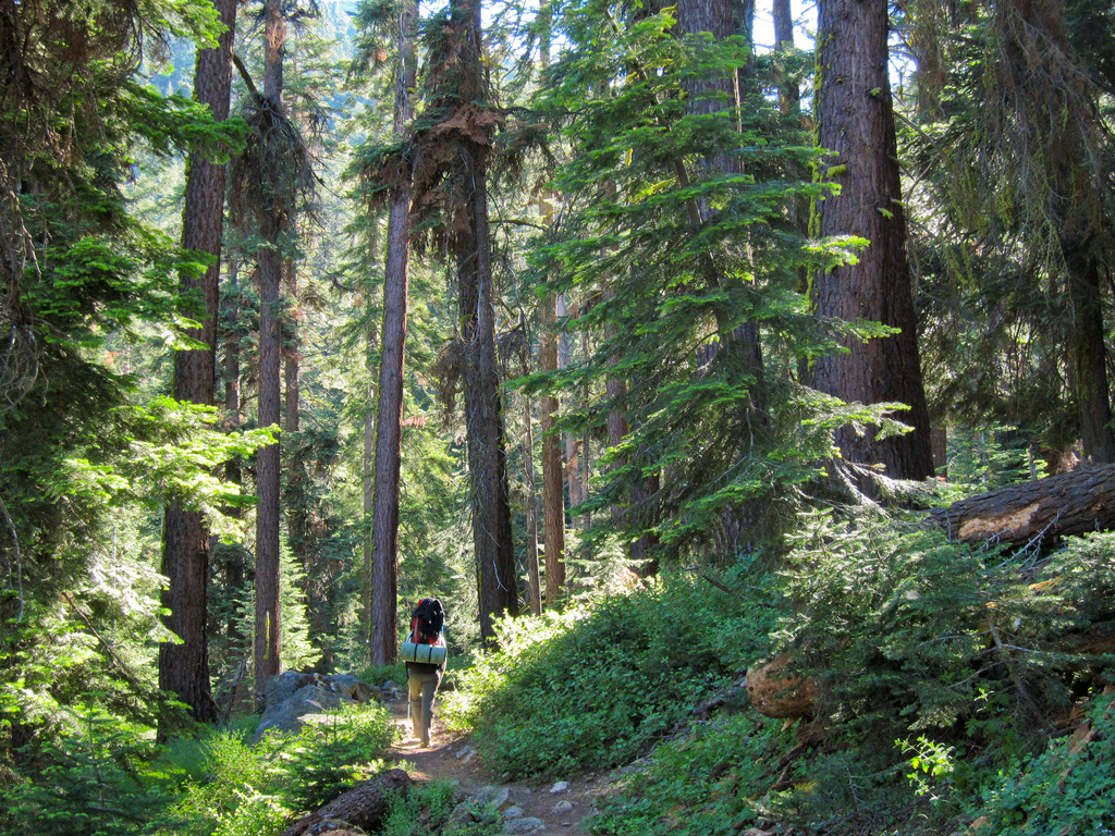 Hiker and forest on High Sierra Trail to by MiguelVieira, on Flickr