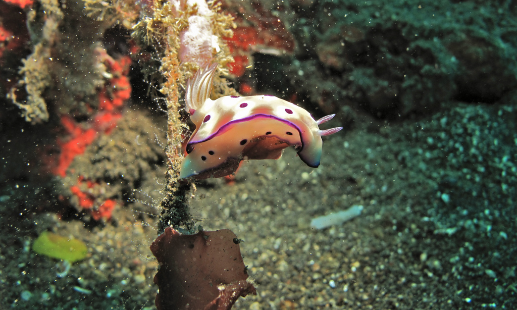 Sea Slug (Risbecia tryoni) by berniedup, on Flickr