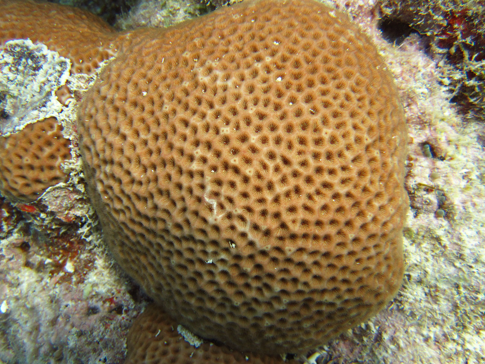 Massive Starlet Coral by FWC Research, on Flickr