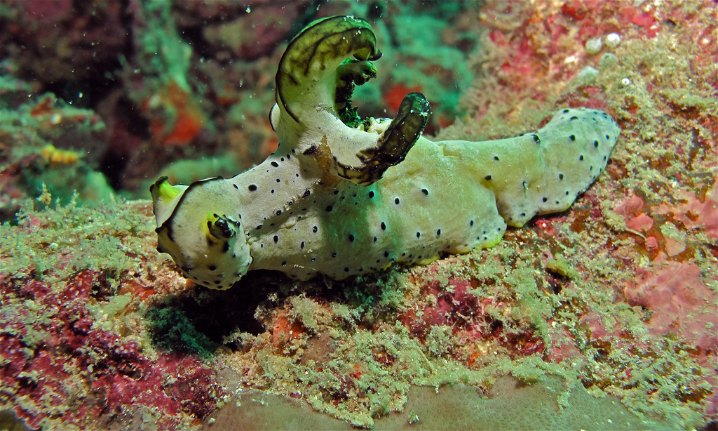 Sea Slug (Notodoris serenae) by berniedup, on Flickr