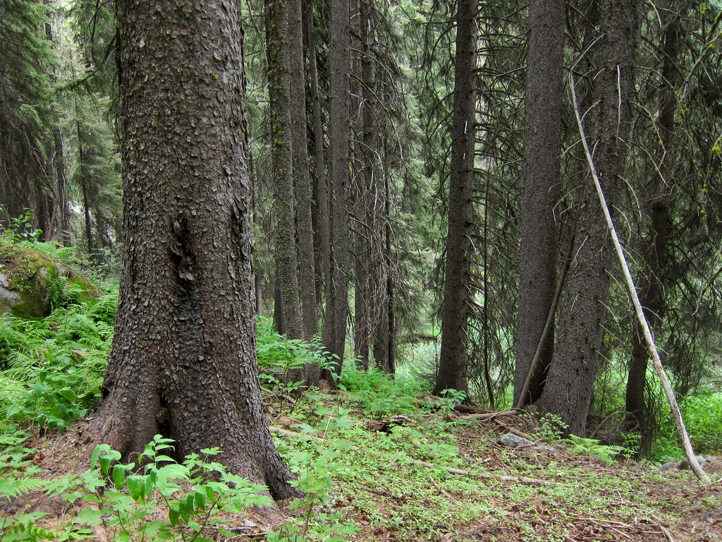 Forest with Engelmann spruce below Bould by MiguelVieira, on Flickr