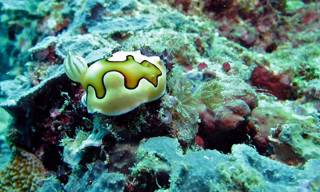 Sea Slug (Chromodoris coi) by berniedup, on Flickr