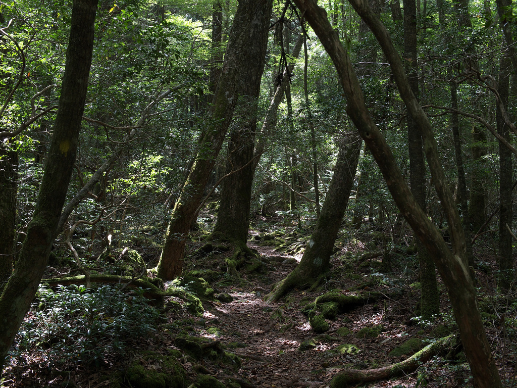 A trail in the sea of forest by elminium, on Flickr