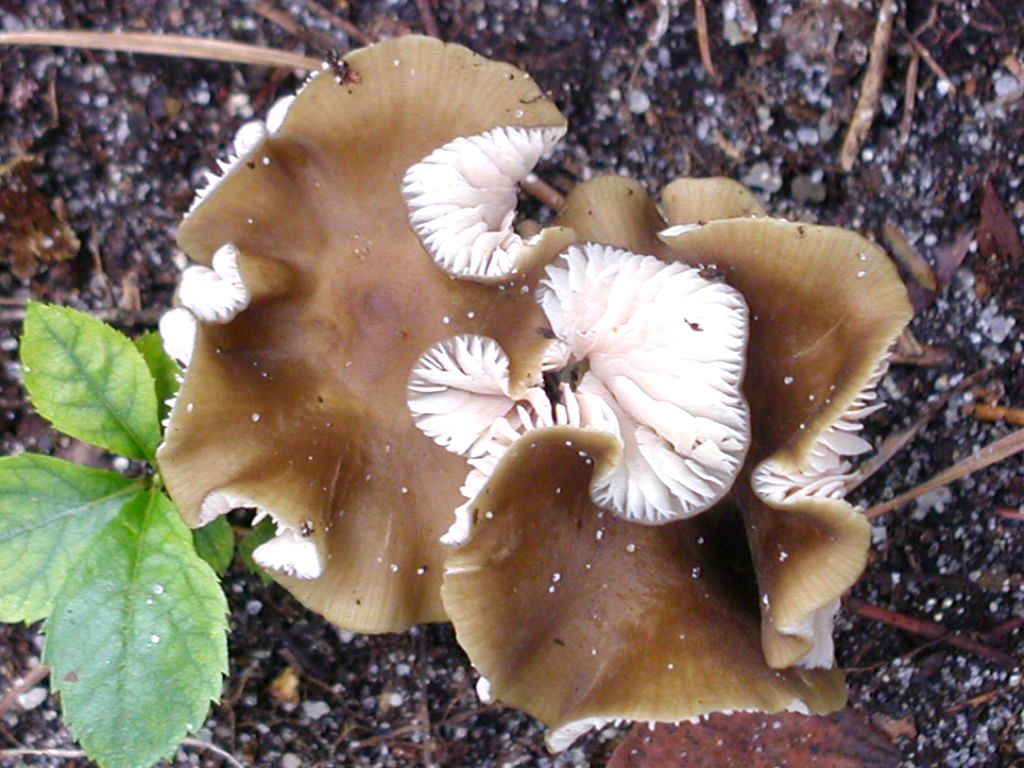 Two Brown Curly-Edged Mushrooms by faire1two, on Flickr