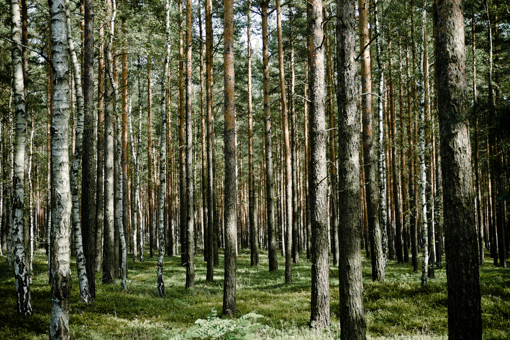 high density forest by Marcus Pink, on Flickr