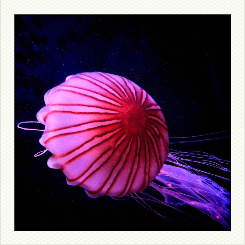 Beautiful jellyfish. by sandra.scherer, on Flickr