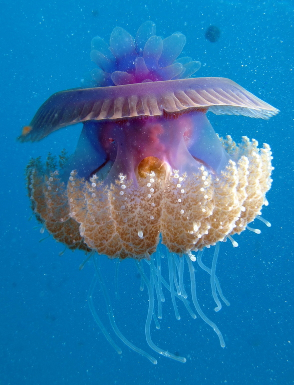 Cauliflour Jellyfish, Cephea cephea at M by Derek Keats, on Flickr