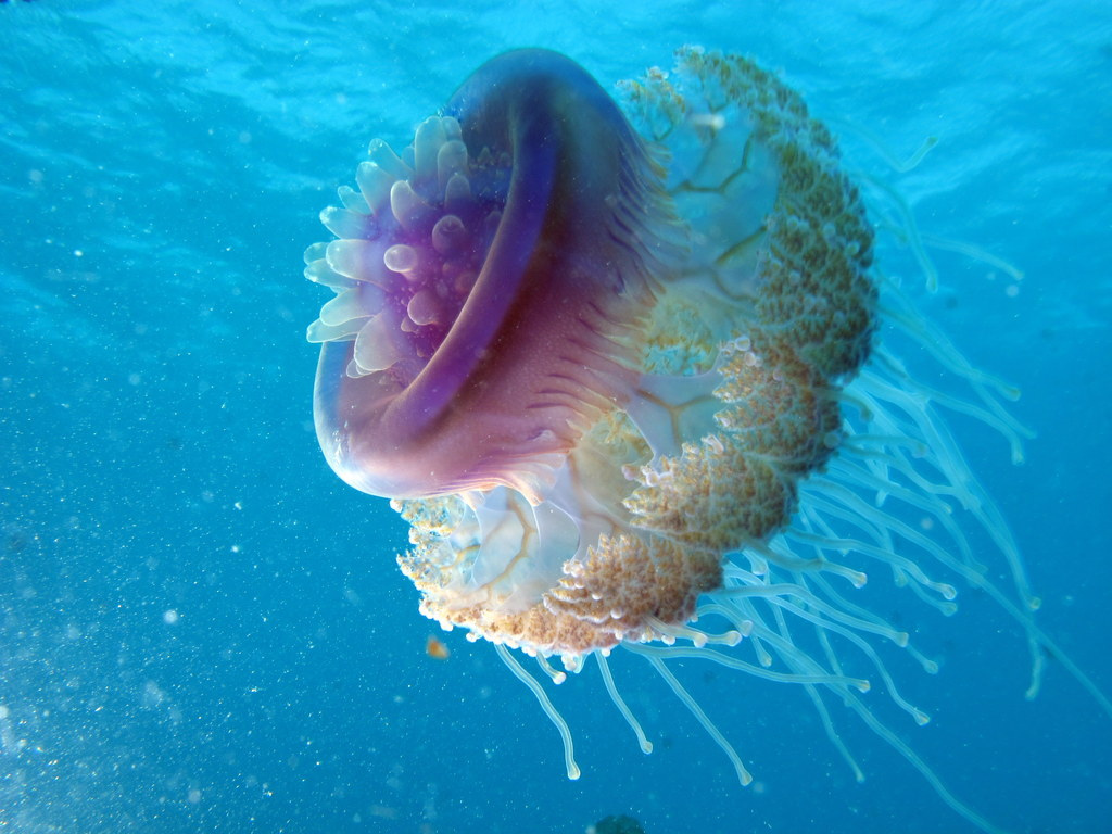 Cauliflour Jellyfish, Cephea cephea tilt by Derek Keats, on Flickr