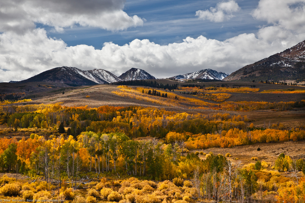 Aspen Tree Fall Yellow Color off Conway by mikebaird, on Flickr