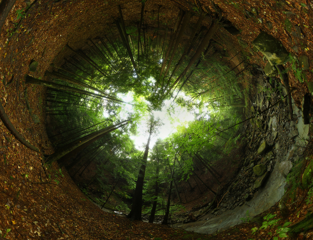 Forest Portal by waitscm, on Flickr