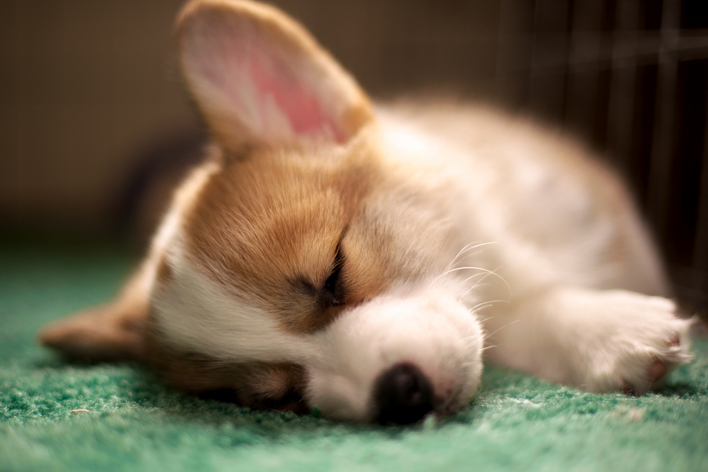 Corgi Puppies 36 by evocateur, on Flickr