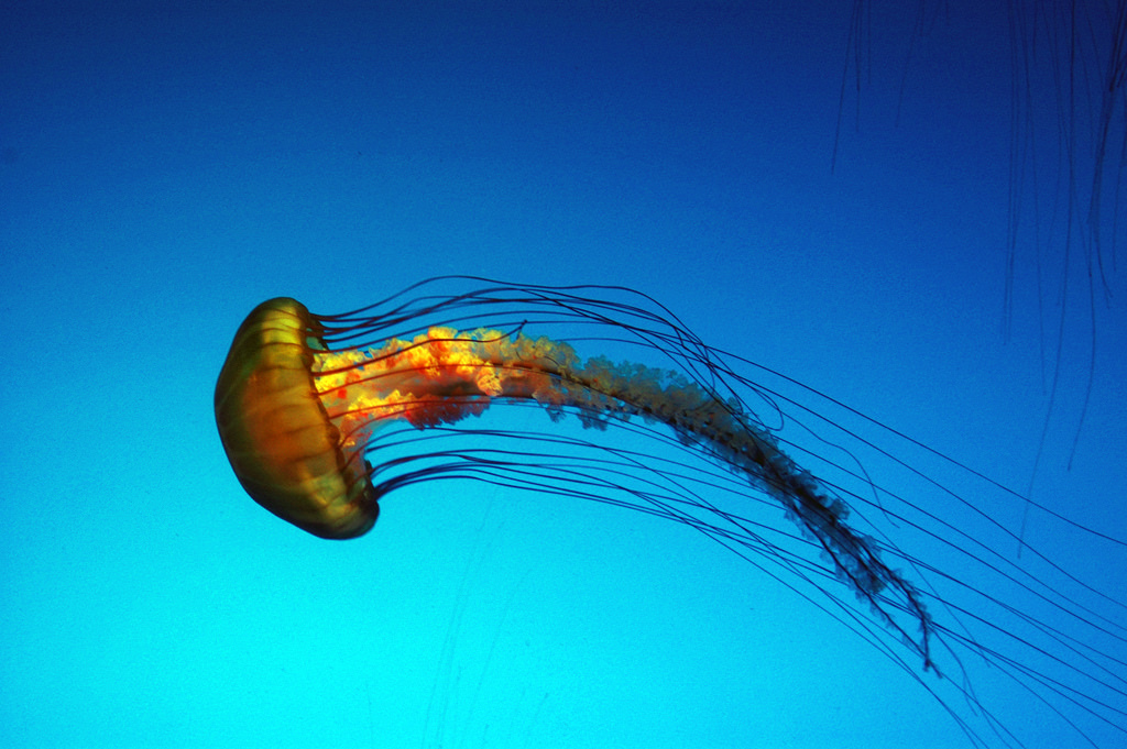 Jelly Fish by Mike Johnston, on Flickr