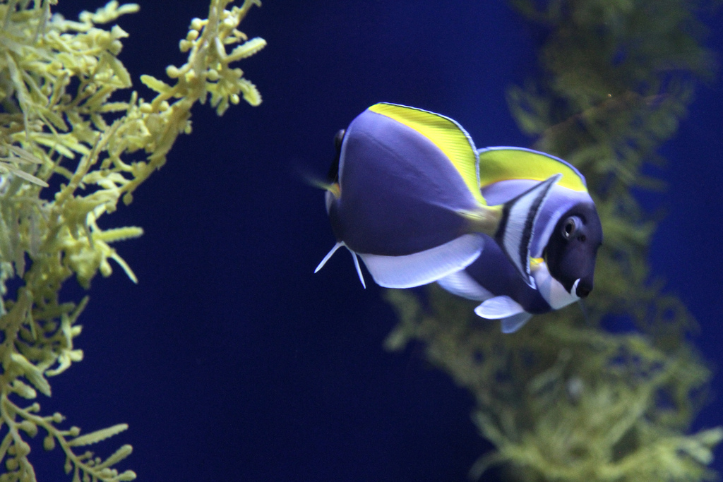 Adventure Aquarium Marine Tropical Fish by Jim, the Photographer, on Flickr