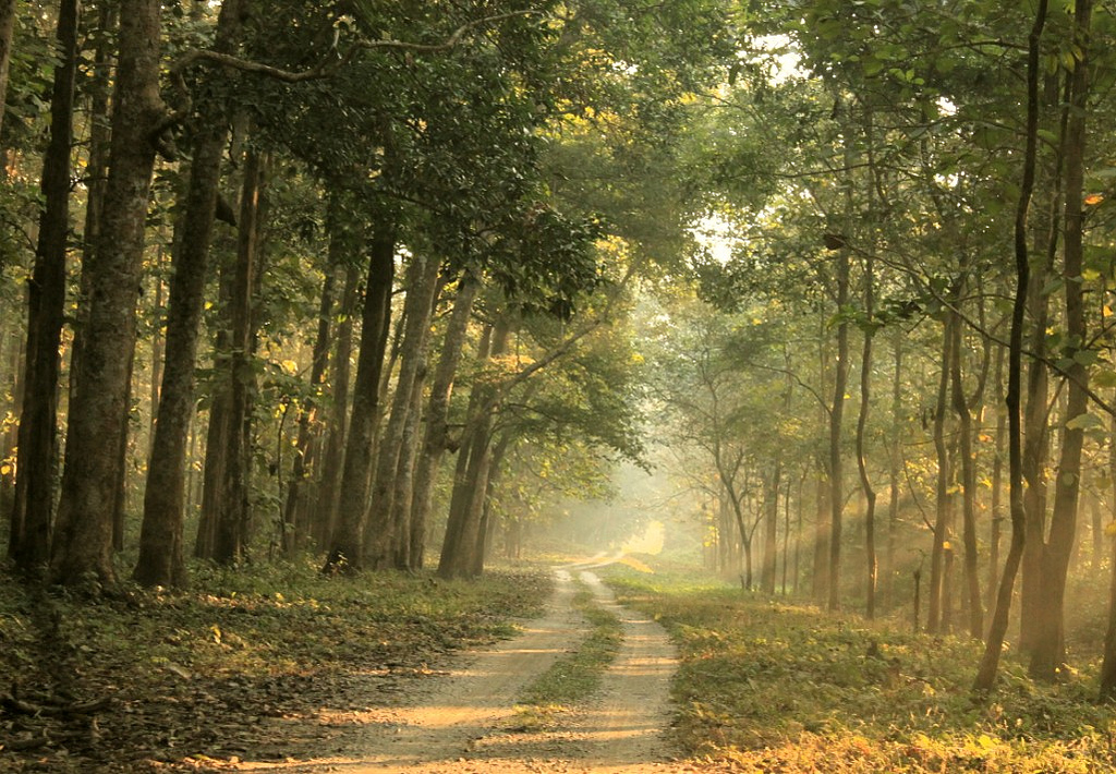 The forest road, Chilapata by Kaustav Das Modak, on Flickr