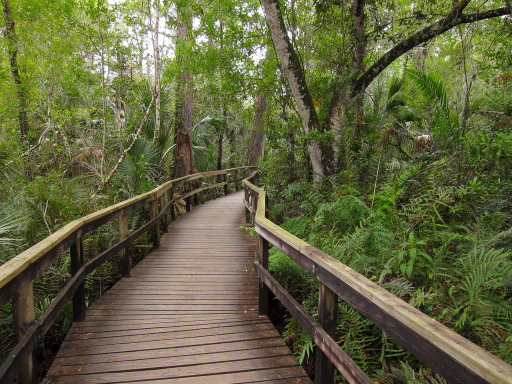 Fakahatchee Strand Preserve State Park B by MiguelVieira, on Flickr