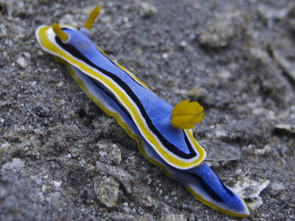 Nudibranch by Elias Levy, on Flickr