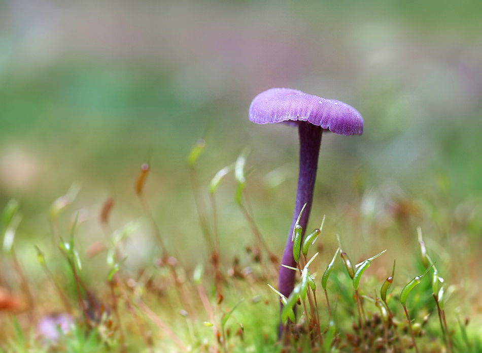 Purple Mushroom by orestART, on Flickr