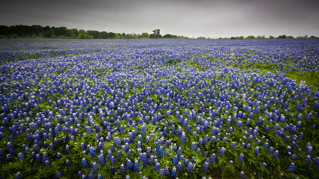 Texas Bluebonnets by Jeff Pang, on Flickr