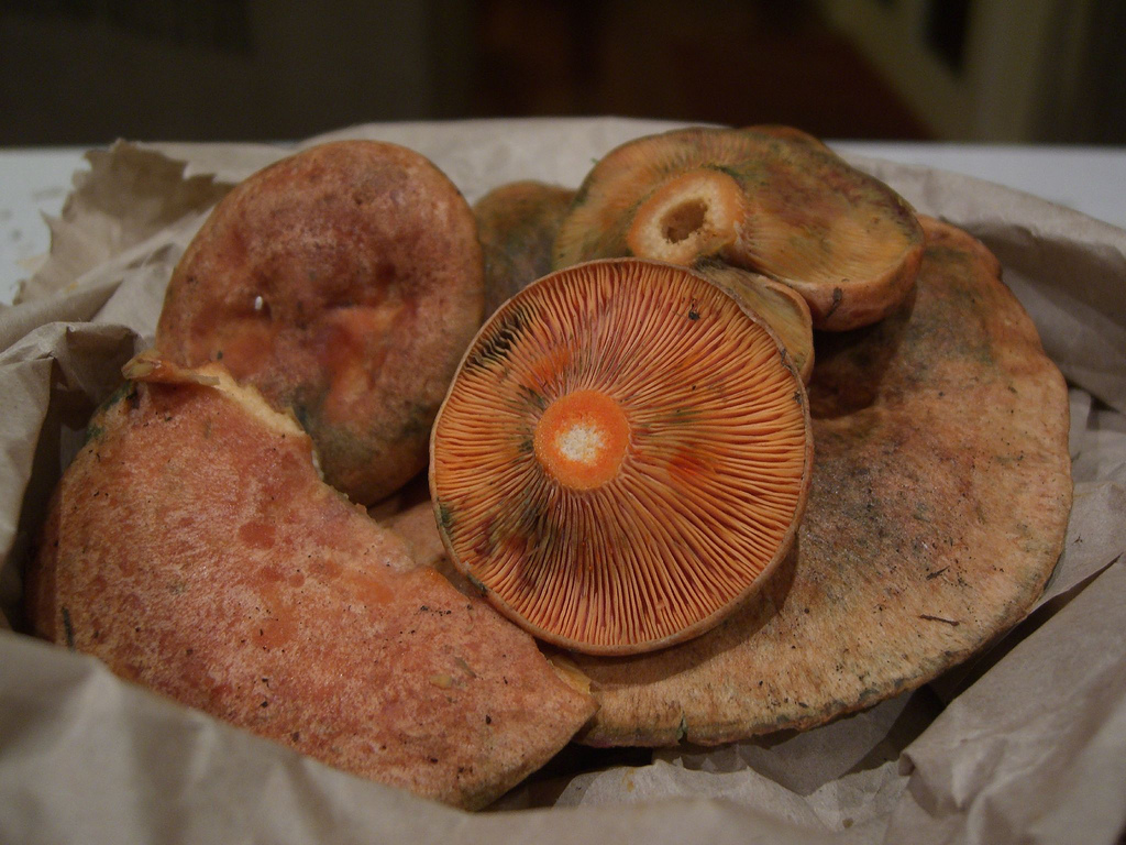 Lactaria deliciosa Mushrooms - uncooked by avlxyz, on Flickr