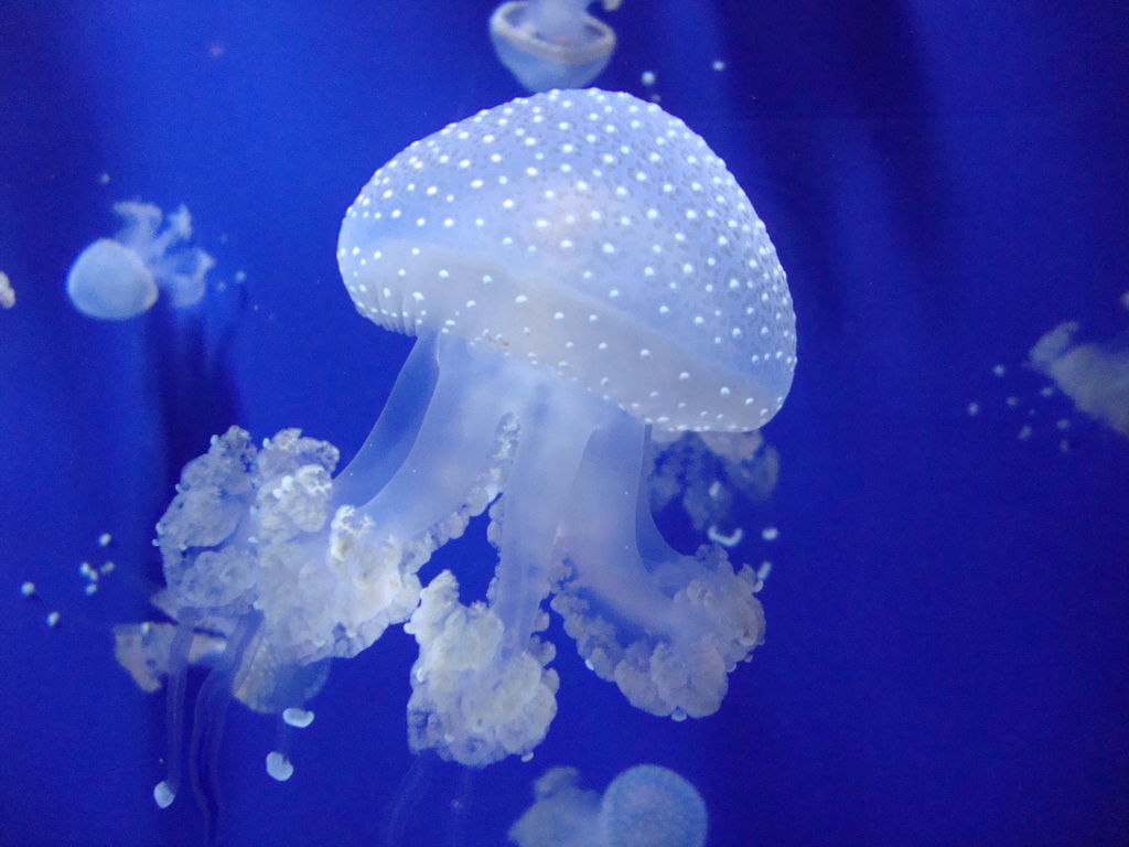 Australian spotted jellyfish (Phyllorhiz by Irene Grassi (sun sand & sea), on Flickr
