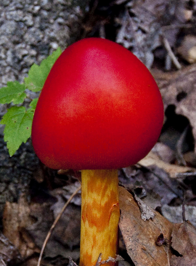 Scarlet Waxy Cap Mushroom at Grayson Hig by vastateparksstaff, on Flickr