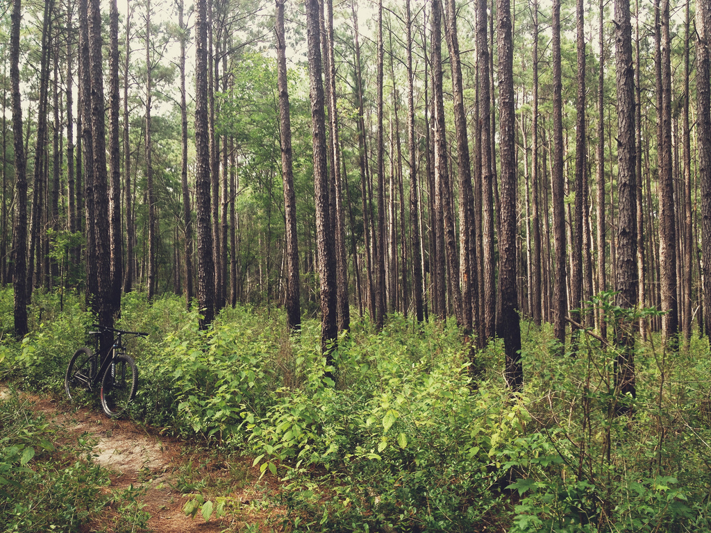 Sam Houston National Forest by Bobby Ketchum, on Flickr